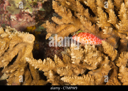 Pixy Hawkfish (Cirrhitichthys oxycephalus) on a tropical coral reef in Ulong Channel off the island of Palau in Micronesia. Stock Photo
