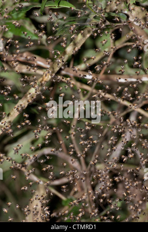 Low angle view of a swarm of bees in a tree, Tambopata National Reserve, Tambopata Province, Department of Madre de Dios, Peru Stock Photo