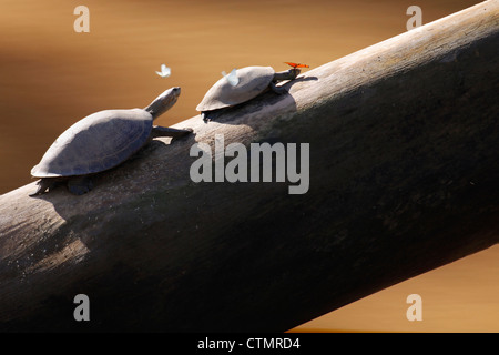 yellow-spotted Amazon river turtles , Tambopata National Reserve, Tambopata Province, Department of Madre de Dios, Peru Stock Photo