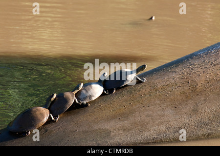 yellow-spotted turtles in a row on a log, Tambopata National Reserve, Tambopata Province, Department of Madre de Dios, Peru Stock Photo