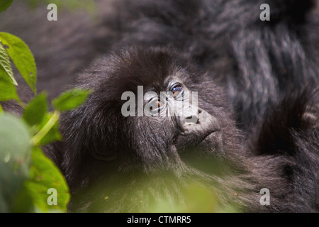 Mountain Gorilla (Gorilla Gorilla beringei), Vulcanoes National Park, Rwanda Stock Photo