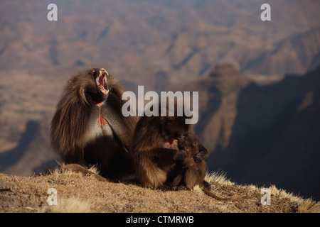 Gelada Baboon (Theropithecus gelada) male, female and baby on cliff edge, Simien Mountains National Park, Ethiopia, Africa Stock Photo