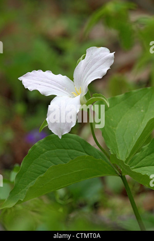 Large-Flowered Trillium Stock Photo