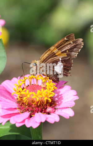 Silver-spotted Skipper on Zinnia Stock Photo