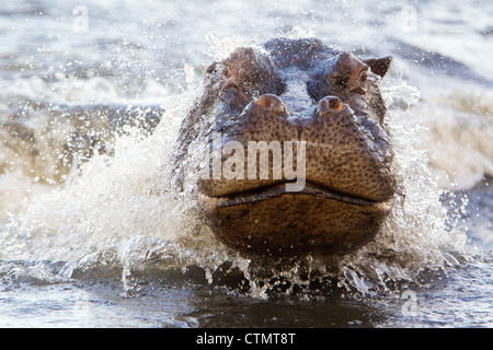 A close-up of a Hippo charging a boat, Chobe National Park, Botswana Stock Photo