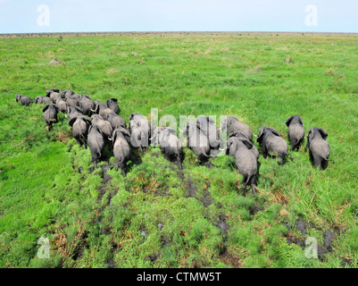 Elephant herd in swampland, Shambe Game Reserve west of the Nile, Republic of South Sudan Stock Photo