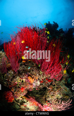 Sea whips and soft coral. Fiji Stock Photo