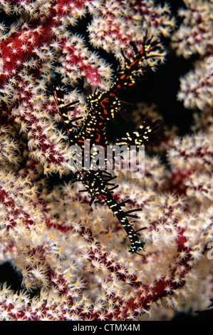 Ornate ghost pipefish. Fiji Stock Photo