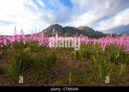 A low angle view of a field of wild Watsonia's against the slopes of the Helderberg mountain, Western Cape, South Africa Stock Photo