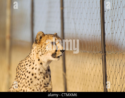 Cheetah (Acinonyx jubatus). Female at the fence of her enclosure. Namibia, South Africa Stock Photo