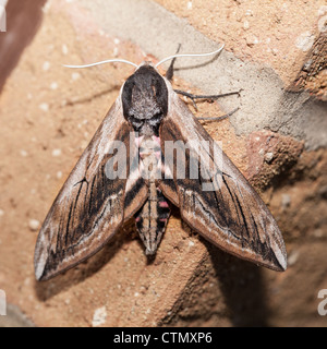 Privet hawk moth on wall with wings open Stock Photo