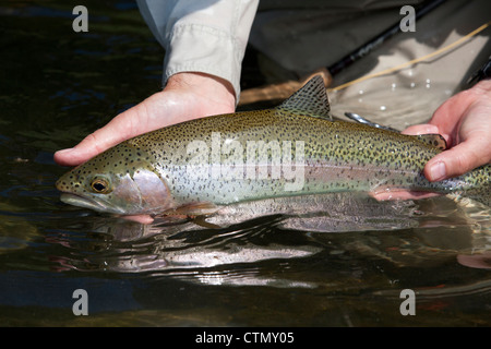 A rainbow trout (Oncorhynchus mykiss) about to be released, Missouri River, MT. Stock Photo