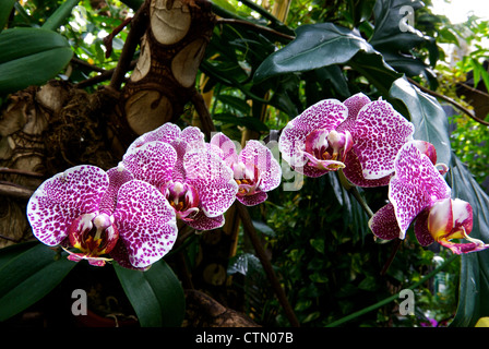 Display of Phalaenopsis moth orchid blooms Bloedel Floral Conservatory Queen Elizabeth Park Vancouver BC Stock Photo