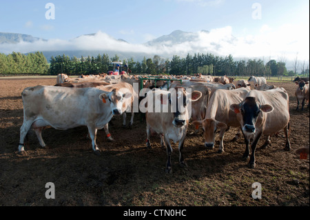 Guernsey dairy herd at feeding troughs, Overberg, Western Cape, South Africa