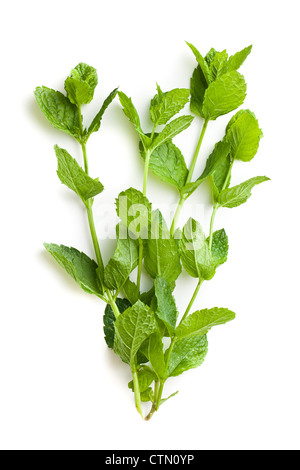 fresh mint leaves on white background Stock Photo