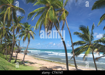 The beach at Bathsheba, on the eastern coast of Barbados, Caribbean Stock Photo