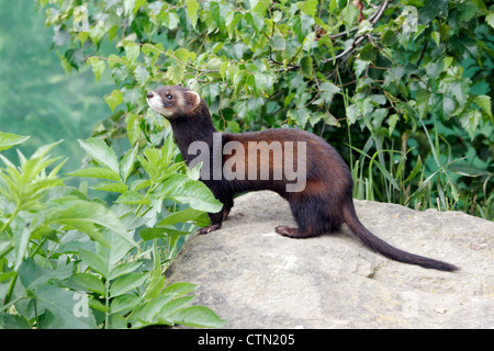 Polecat, Putorius putorius, single mammal, captive, July 2012 Stock Photo