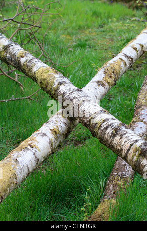 Tree trunks in cross shape Stock Photo - Alamy
