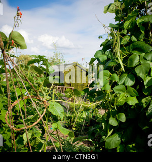 Green wooden shed framed by runner beans growing up bamboo cane supports on a York allotment plot Stock Photo