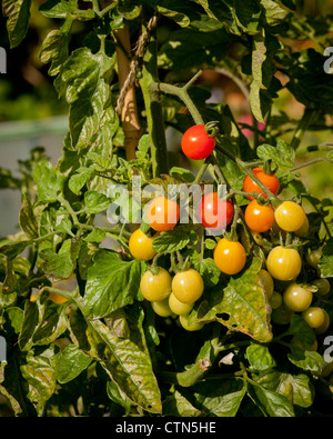 Tomatoes growing outside on a UK allotment. Stock Photo