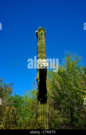 Large Saguarao cactus in floral bloom at Desert Botanical Garden Phoenix AZ Stock Photo