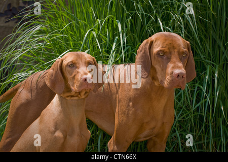 Two Vizlas together Stock Photo