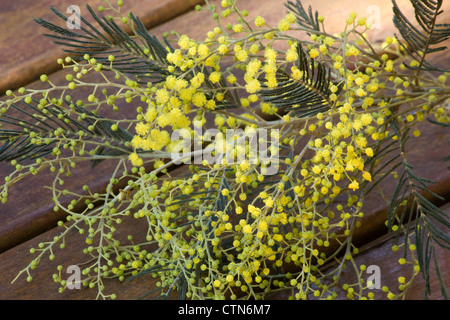 Silver Wattle (Acacia dealbata) flowers on wooden deck Stock Photo