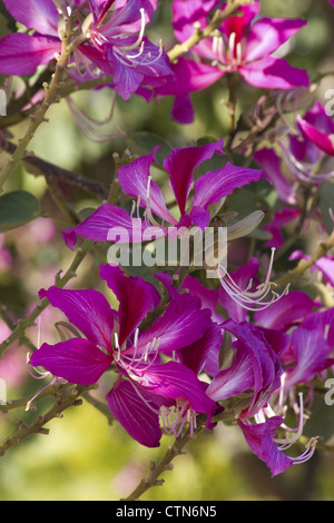 Close-up of orchid tree (Bauhinia purpurea) flowers Stock Photo