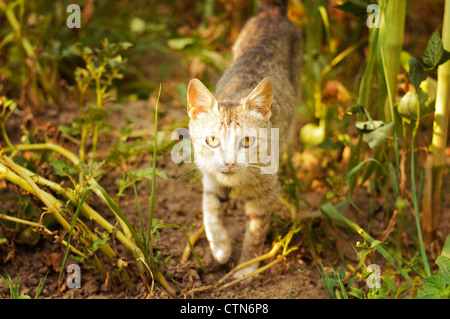 Cat Stock Photo