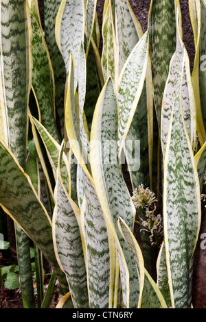 Snake plant (Sansevieria trifasciata ) Stock Photo