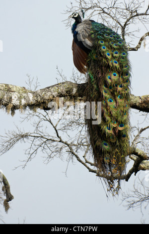 Male Indian blue peafowl (peacock) sitting in tree, Yala National Park, Sri Lanka Stock Photo