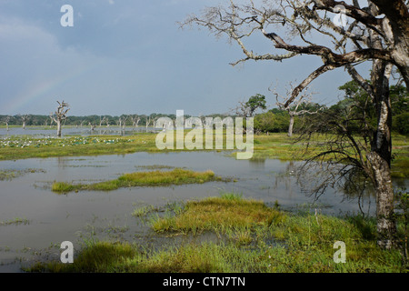 Reservoir and vegetation of Yala National Park, Sri Lanka Stock Photo