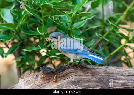 Eastern Bluebird, Sialia sialis, a medium-sized thrush, capturing meal worms to feed to babies, in backyard wildlife habitat in North Carolina. Stock Photo