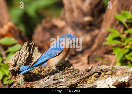 Eastern Bluebird, Sialia sialis, a medium-sized thrush, in summer in McLeansville, North Carolina. Stock Photo