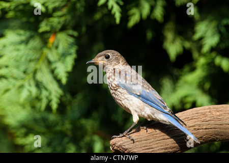 Juvenile Eastern Bluebird, Sialia sialis, a medium-sized thrush, in summer in McLeansville, North Carolina. Stock Photo