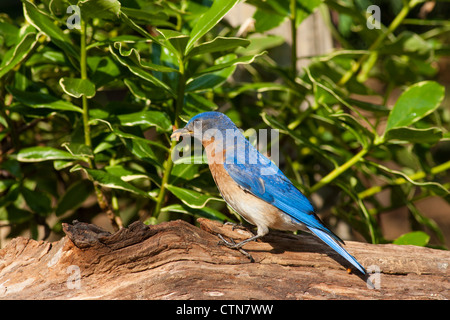 Eastern Bluebird, Sialia sialis, a medium-sized thrush, in summer in McLeansville, North Carolina. Stock Photo