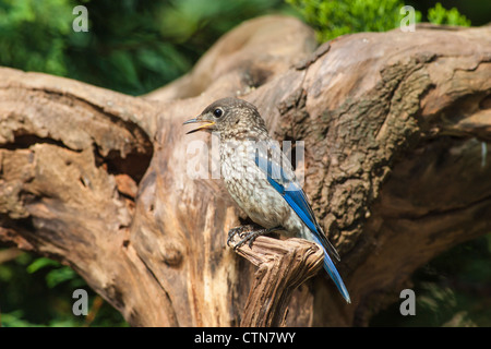 Juvenile Eastern Bluebird, Sialia sialis, a medium-sized thrush, in summer in McLeansville, North Carolina. Stock Photo