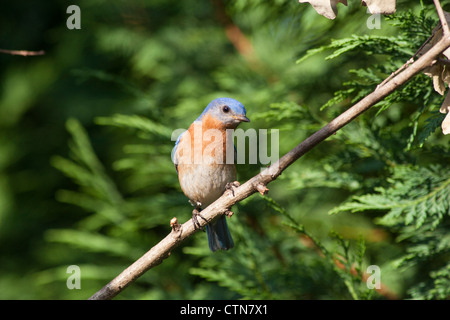 Eastern Bluebird, Sialia sialis, a medium-sized thrush, in summer in McLeansville, North Carolina. Stock Photo