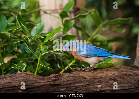 Eastern Bluebird, Sialia sialis, a medium-sized thrush, in summer. Stock Photo