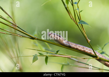 Red-tailed Boa, Boa constrictor imperator Stock Photo