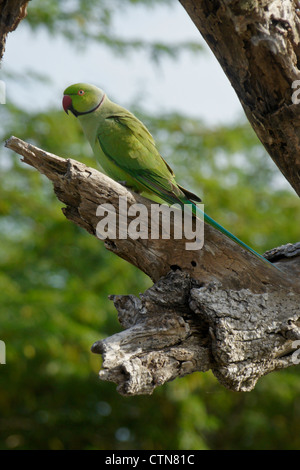 Rose-ringed (ring-necked) parakeet, Bundala National Park, Sri Lanka Stock Photo