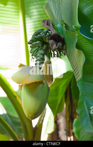 banana fruit flower blossom closeup closed on palm Stock Photo