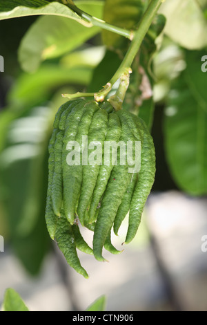 buddha s fingers Stock Photo - Alamy