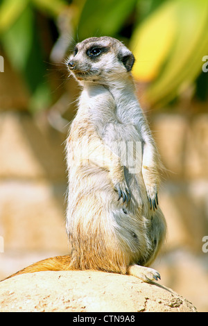 A meerkat (Suricata suricatta), standing on its hind legs, looks around Stock Photo
