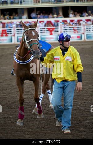 A rodeo walks with his horse in tow in Calgary stampede, Alberta Stock Photo