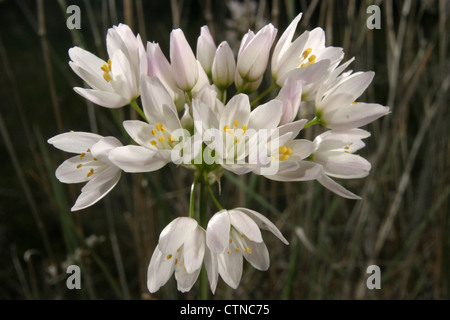 Picture: Steve Race - The flower of the Naples or Neapolitan Garlic (Allium neapolitanum), Spain. Stock Photo