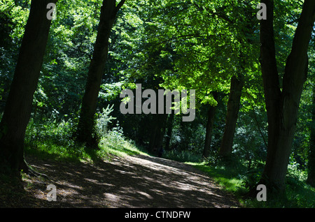 A wide path leading through mature English woodland. Stock Photo