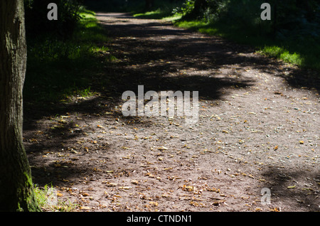 A wide path leading through mature English woodland. Stock Photo