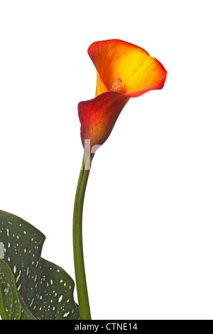 Single flower of an orange calla lily and partial leaf Stock Photo