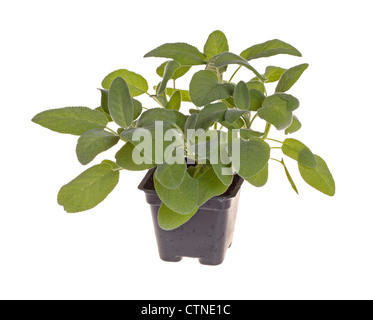 Small plant of the garden herb sage (Salvia officinalis) cultivar Berggarten in a black plastic pot Stock Photo